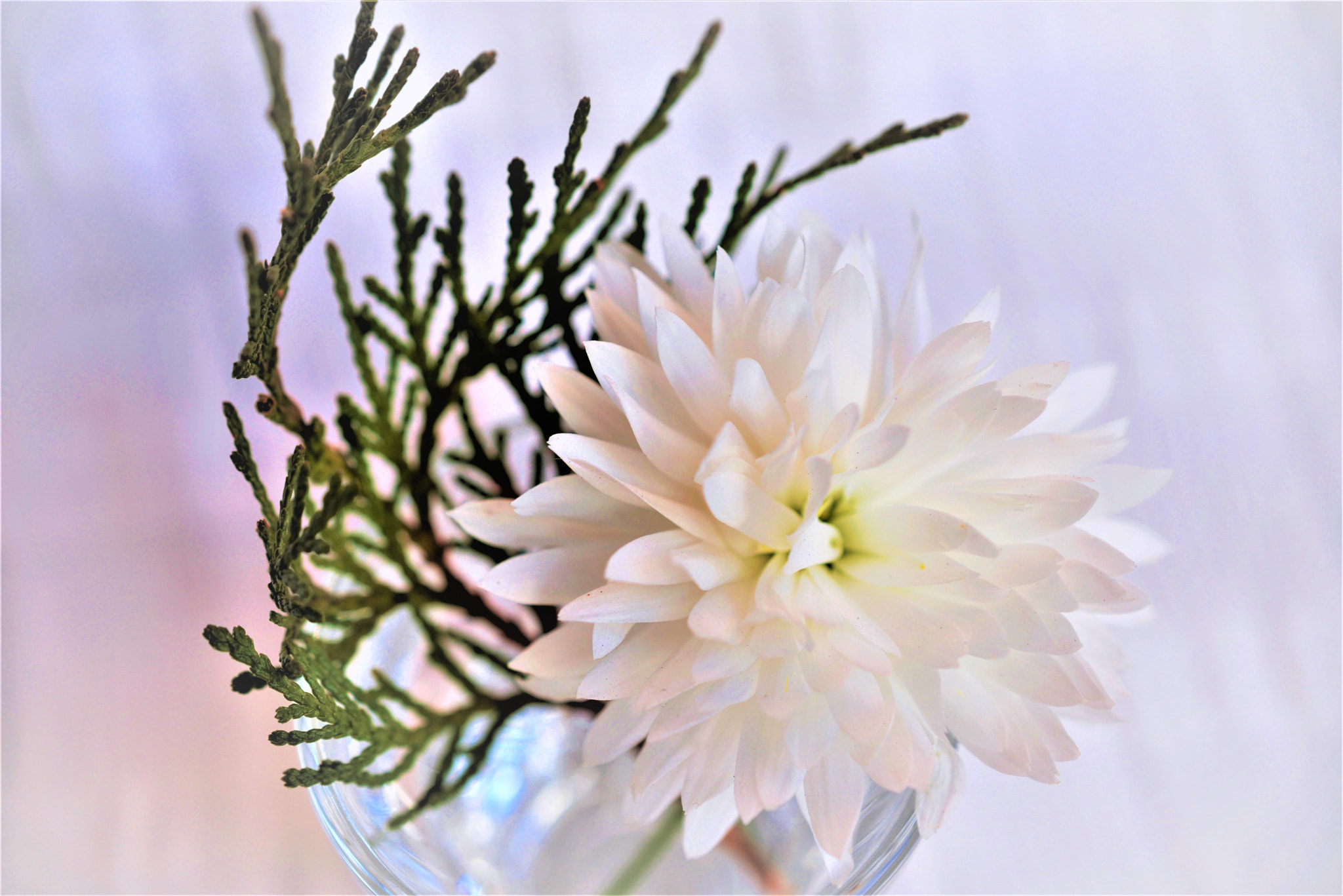 Nikon AF-S DX Micro Nikkor 40mm F2.8 sample photo. Spring mood photography