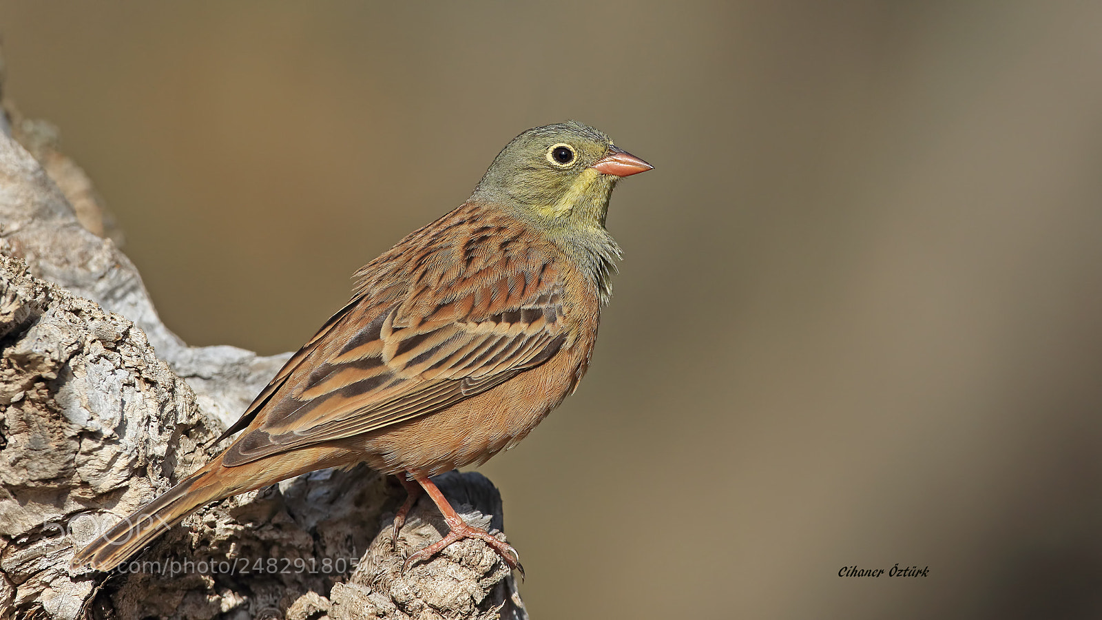 Canon EOS 7D Mark II sample photo. Ortolan bunting. photography