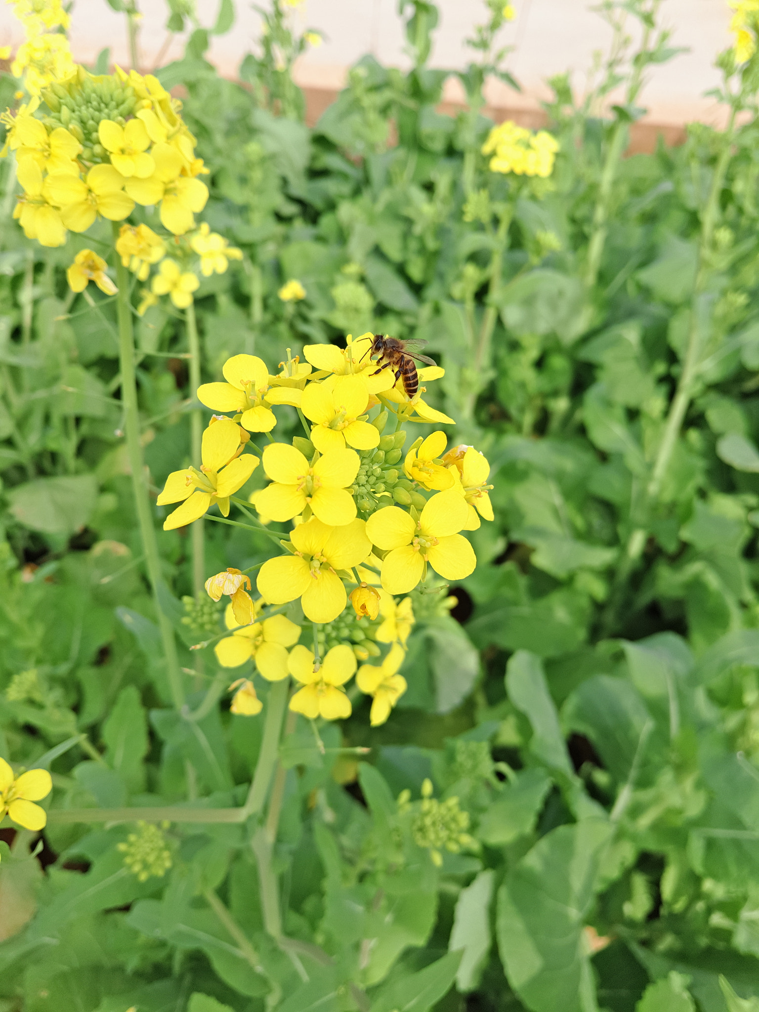 Meizu PRO 5 sample photo