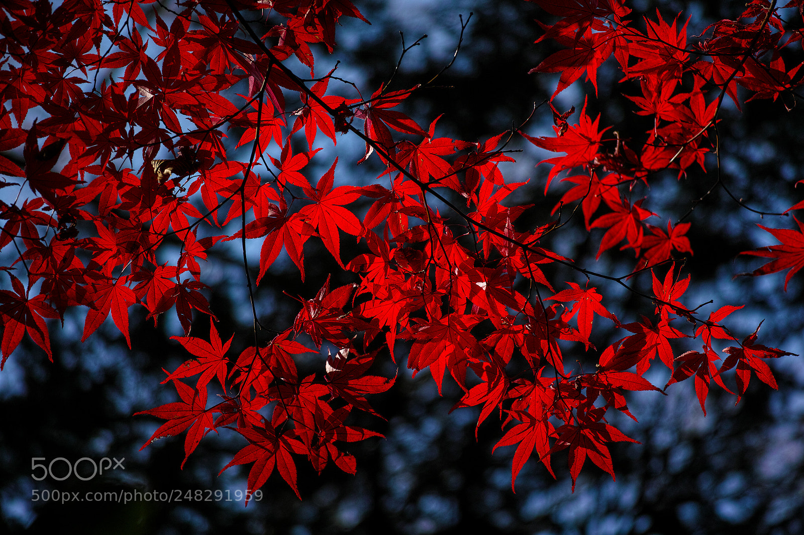 Sigma DP3 Merrill sample photo. Autumn leaves photography