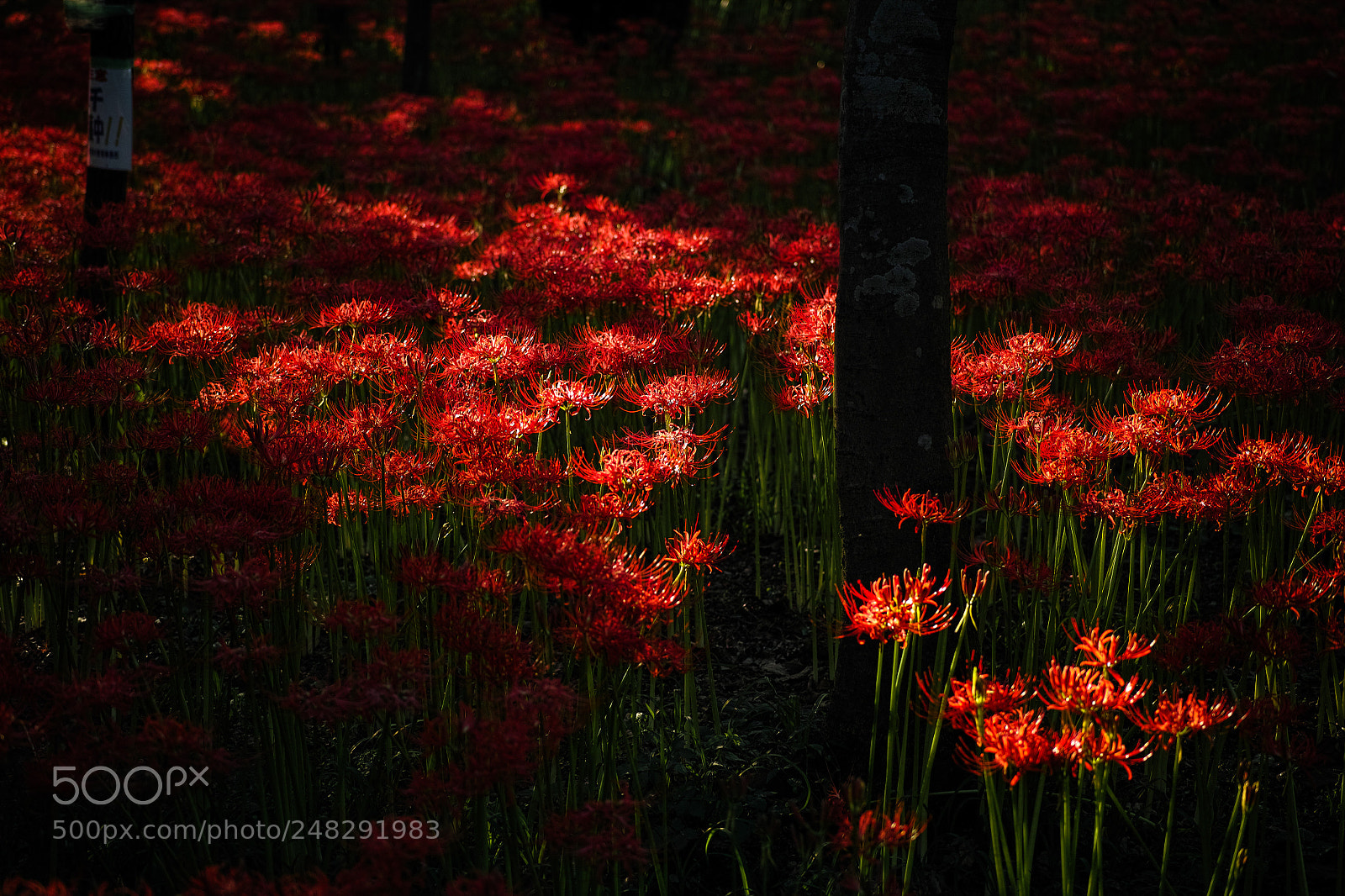 Sigma DP3 Merrill sample photo. Cluster amaryllis photography