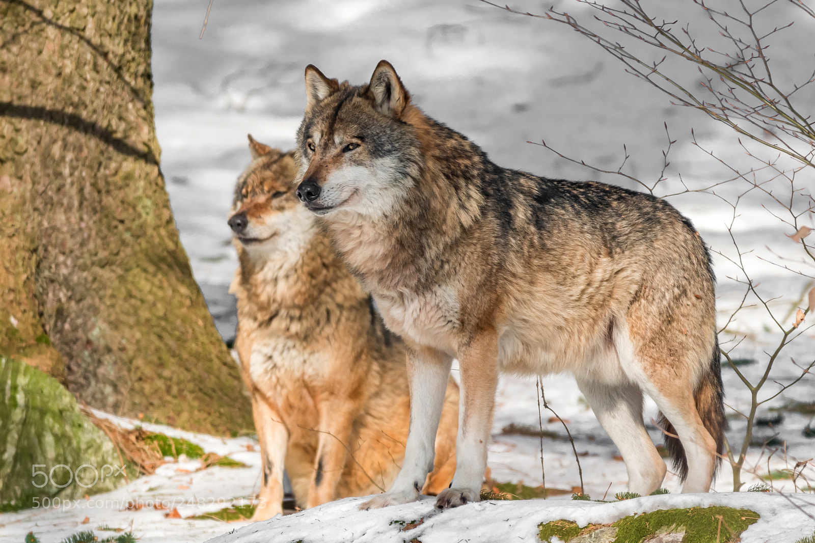 Nikon D500 sample photo. Wolves photography