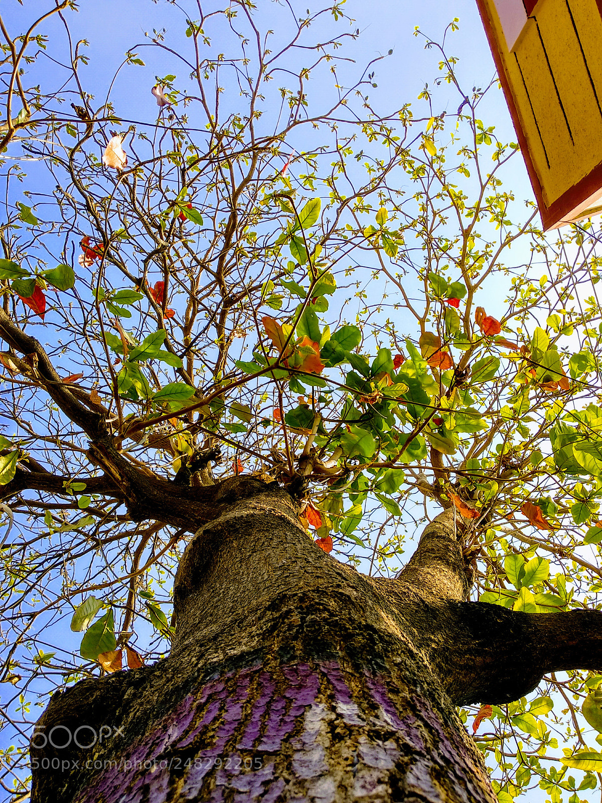 Xiaomi Mi A1 sample photo. Untitled photography