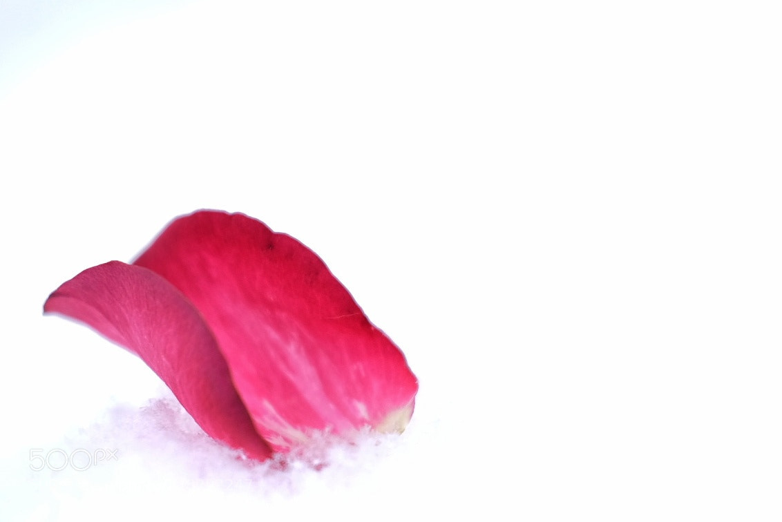 Fujifilm X-T10 sample photo. Winter rose photography