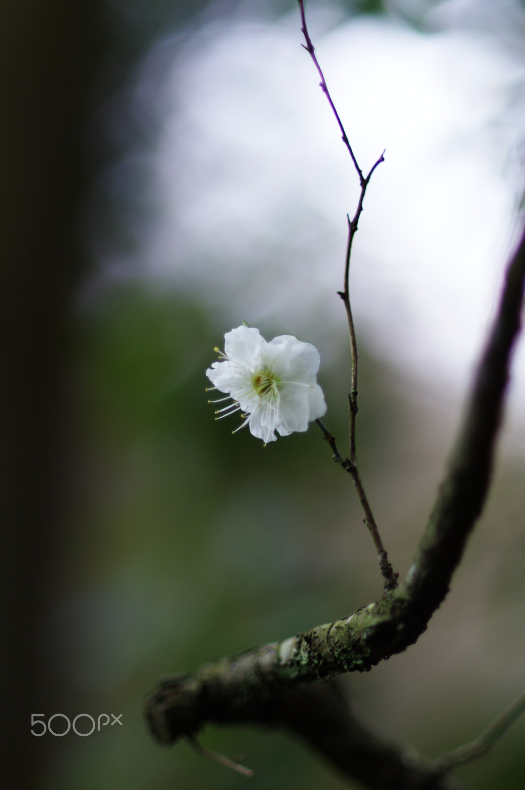 Pentax smc DA* 55mm F1.4 SDM sample photo. Aloof photography