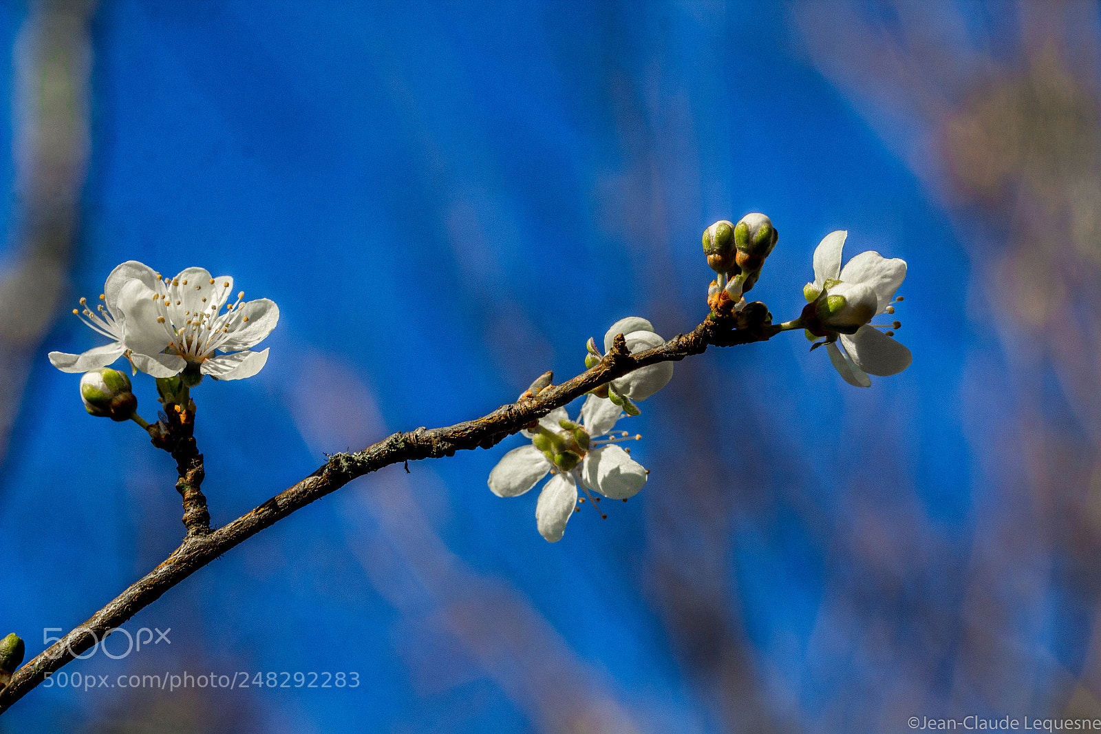 Canon EOS 60D sample photo. Plum tree flowers 1 photography