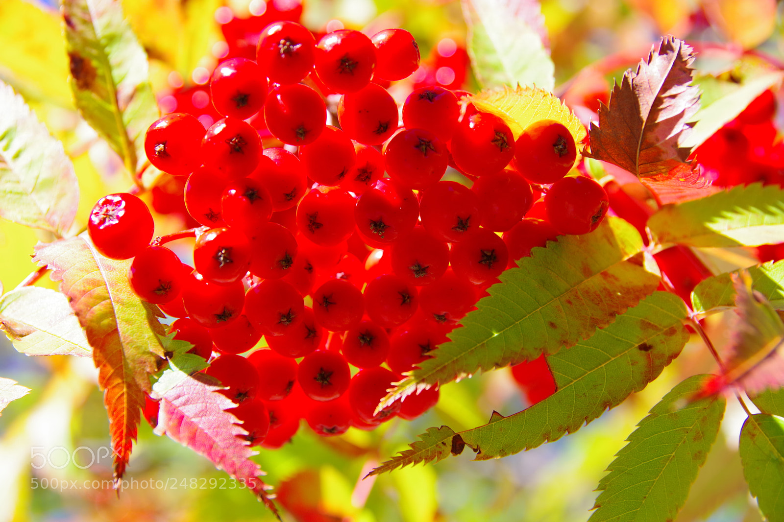 Pentax K-70 sample photo. Untitled photography