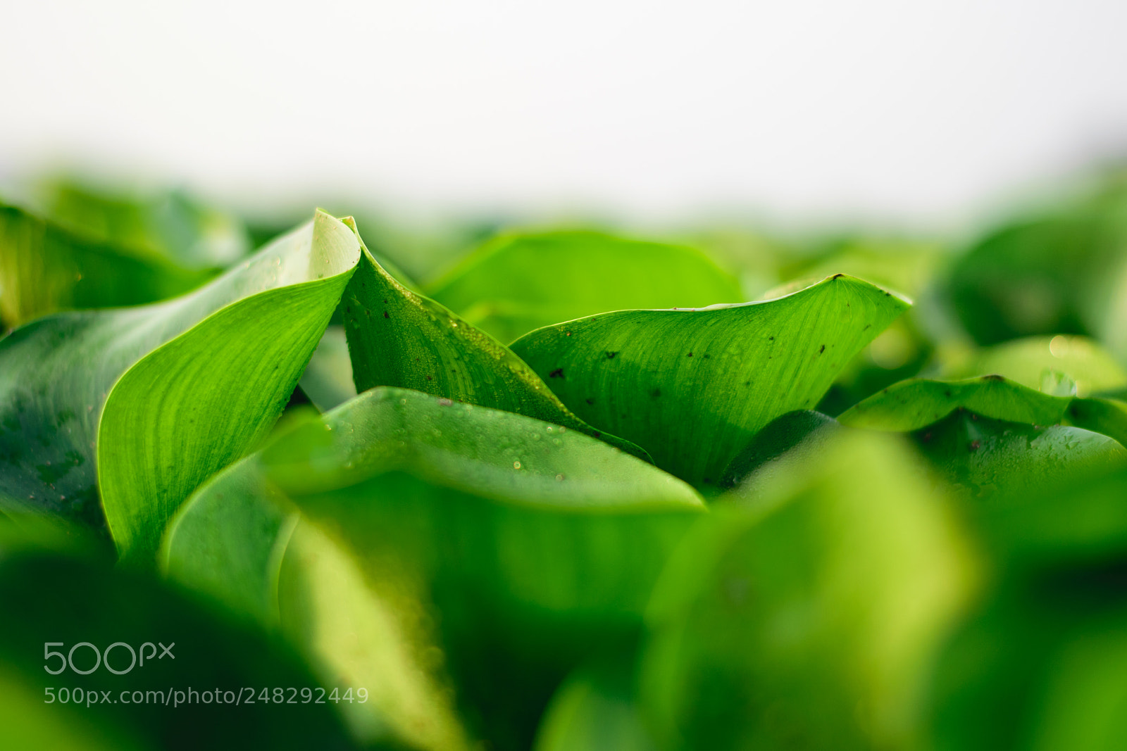 Nikon D5300 sample photo. Leaf photography