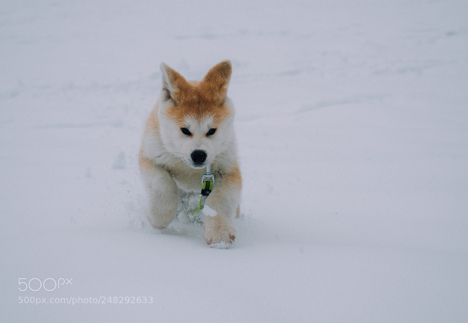 Olympus OM-D E-M1 Mark II sample photo. Kyo photography