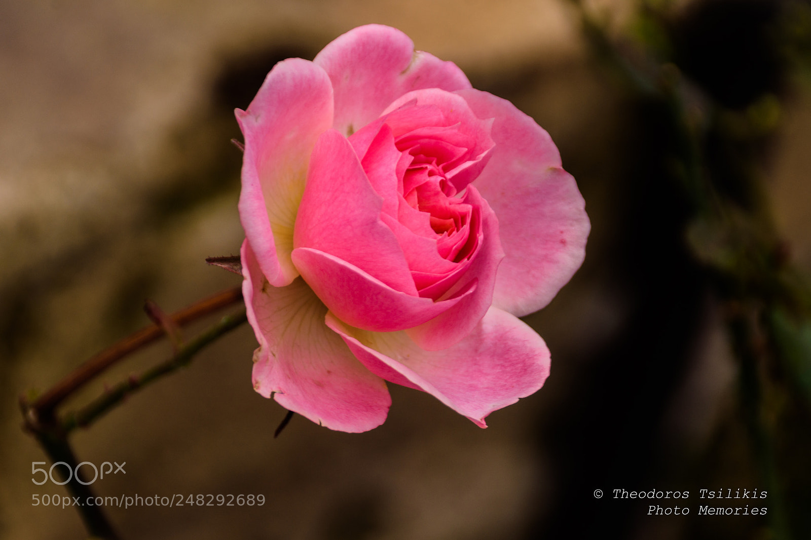 Nikon D7200 sample photo. Rose photography