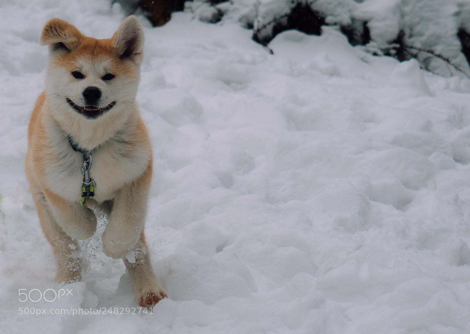 Olympus OM-D E-M1 Mark II sample photo. Kyo photography