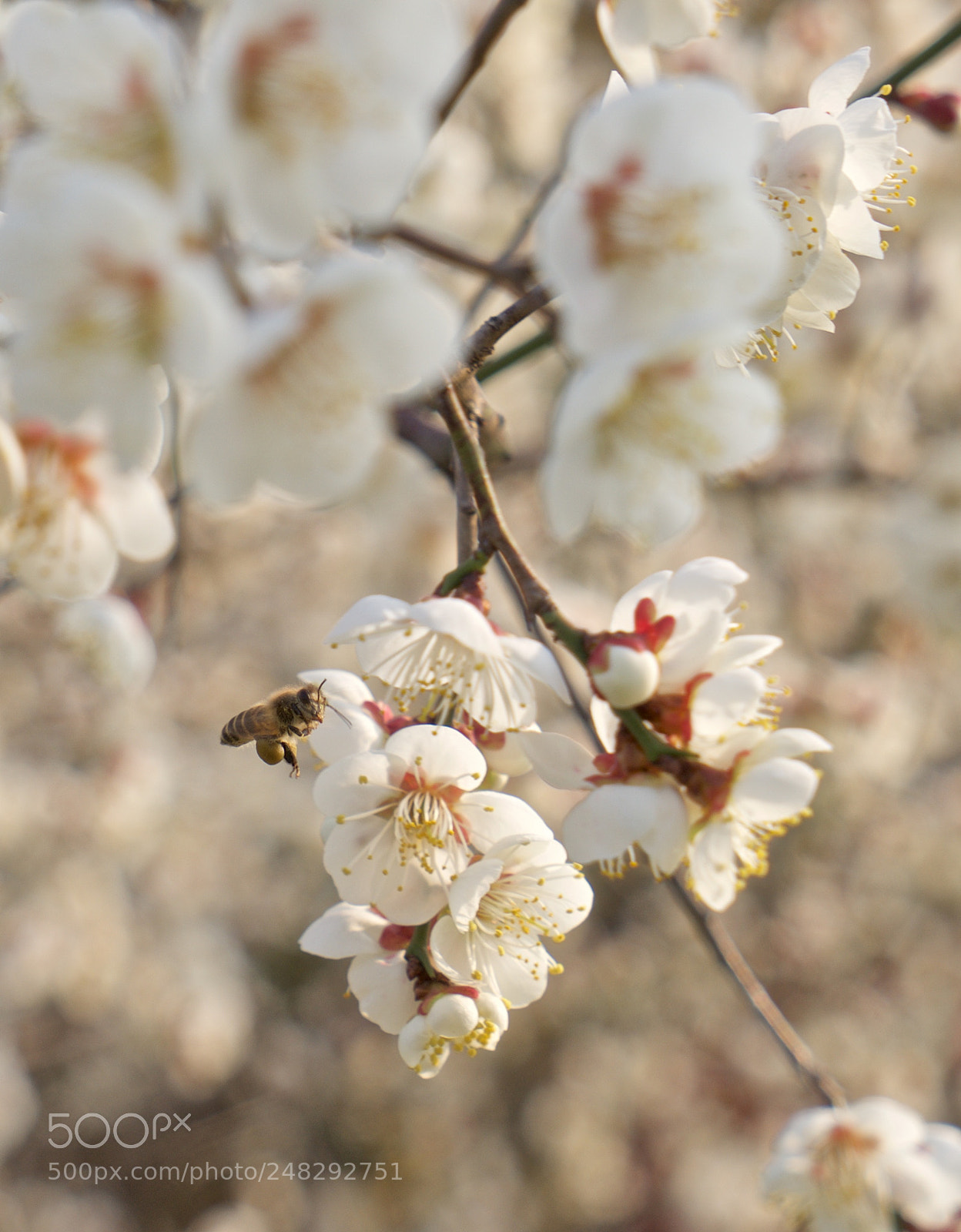 Sony a7 sample photo. Harvest photography