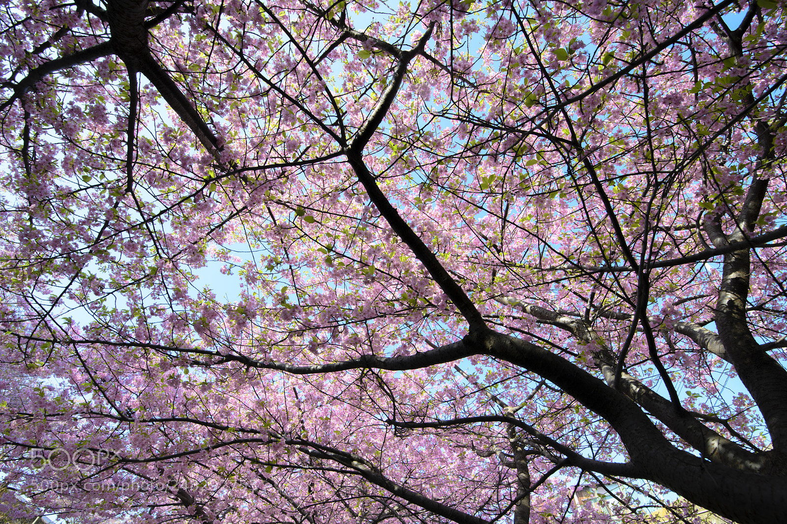 Nikon D850 sample photo. Sakura. photography