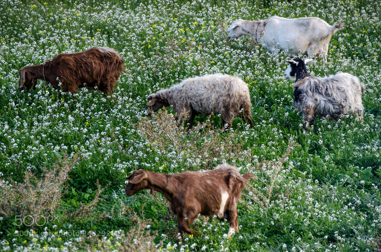 Nikon D5100 sample photo. Sheeps photography