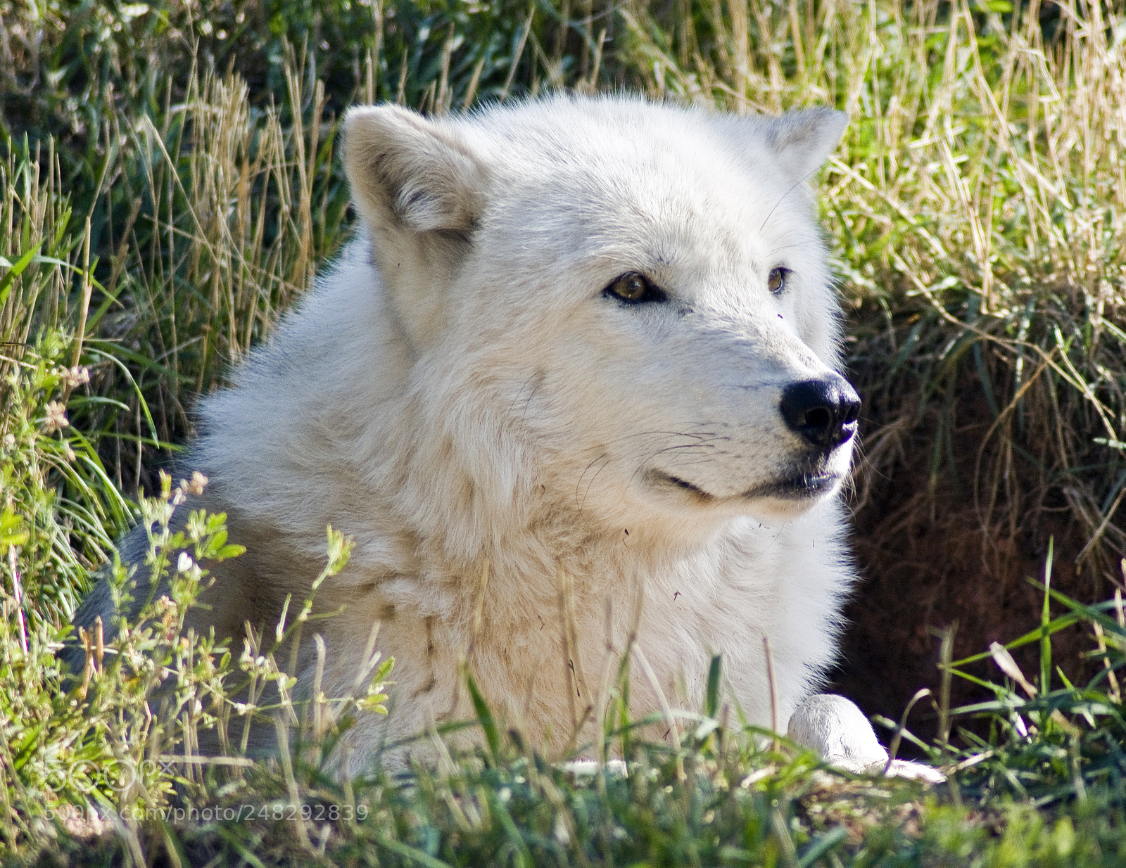 Sony Alpha DSLR-A350 sample photo. Arctic wolf photography