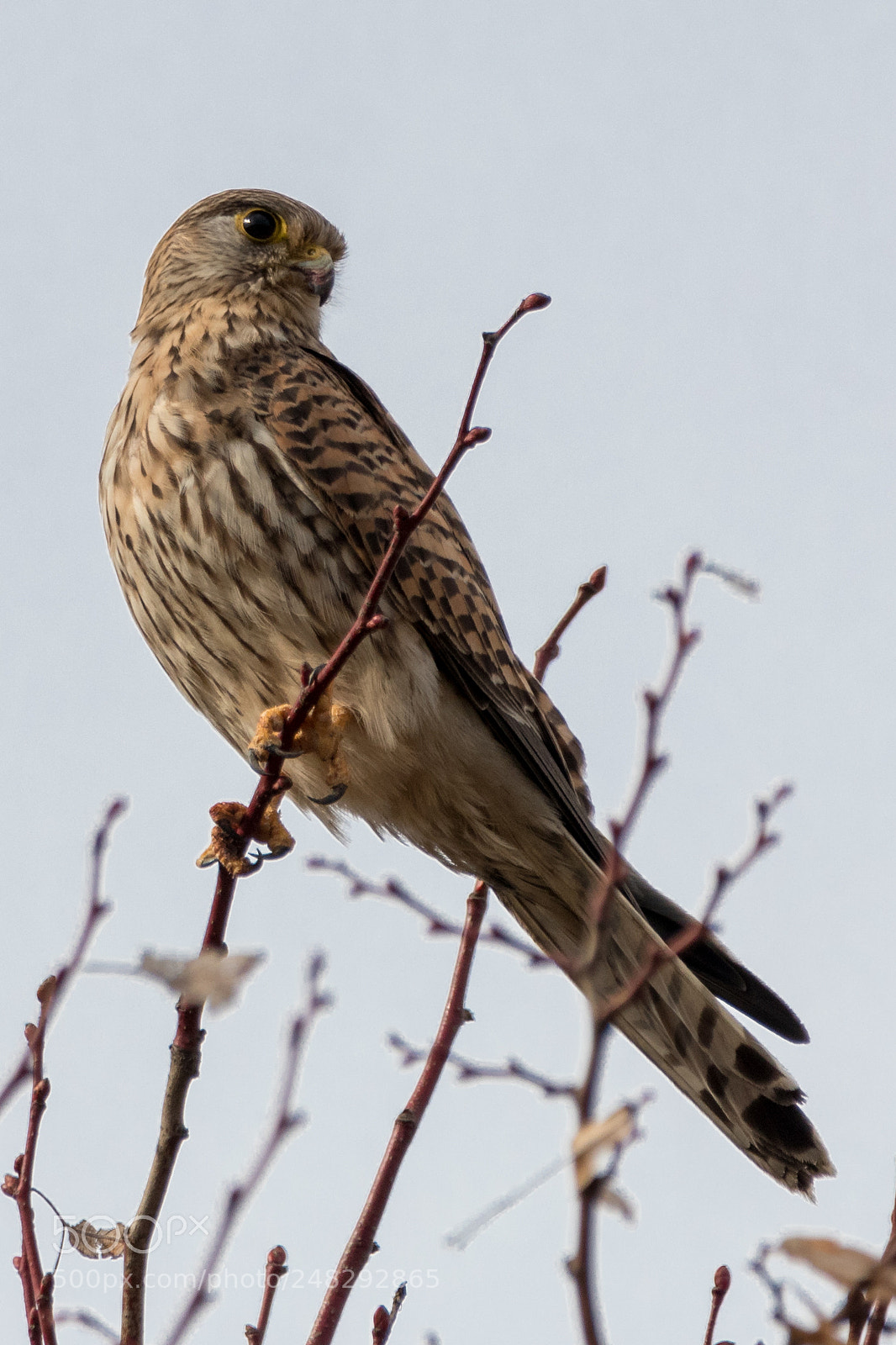 Canon EOS 80D sample photo. Kestrel photography