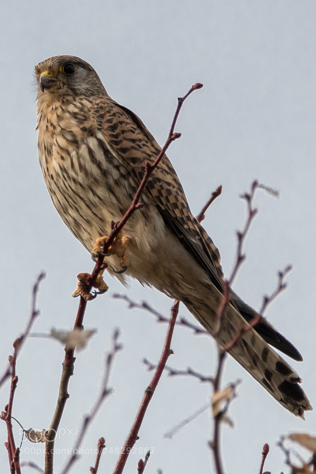 Canon EOS 80D sample photo. Kestrel no. 2 photography