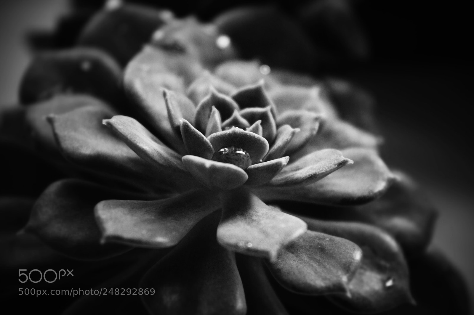 Nikon D3200 sample photo. Haworthia photography