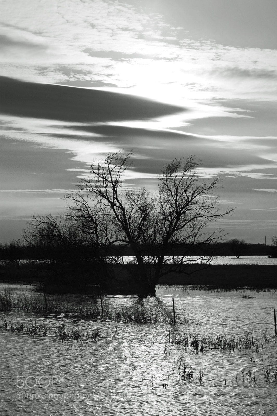 Sony Alpha DSLR-A350 sample photo. Tree in lake photography