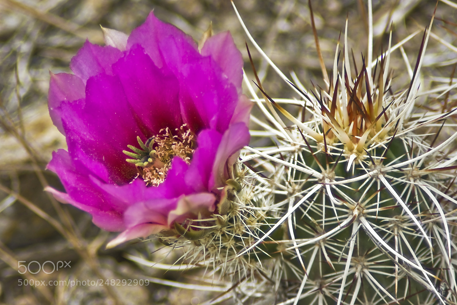 Sony Alpha DSLR-A350 sample photo. Pink flower photography