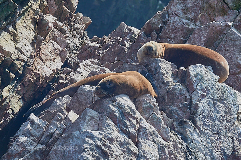 Sony Cyber-shot DSC-RX10 IV sample photo. Sea lion photography