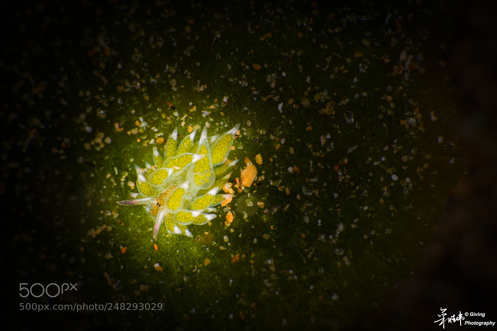Nikon D800 sample photo. Untitled photography