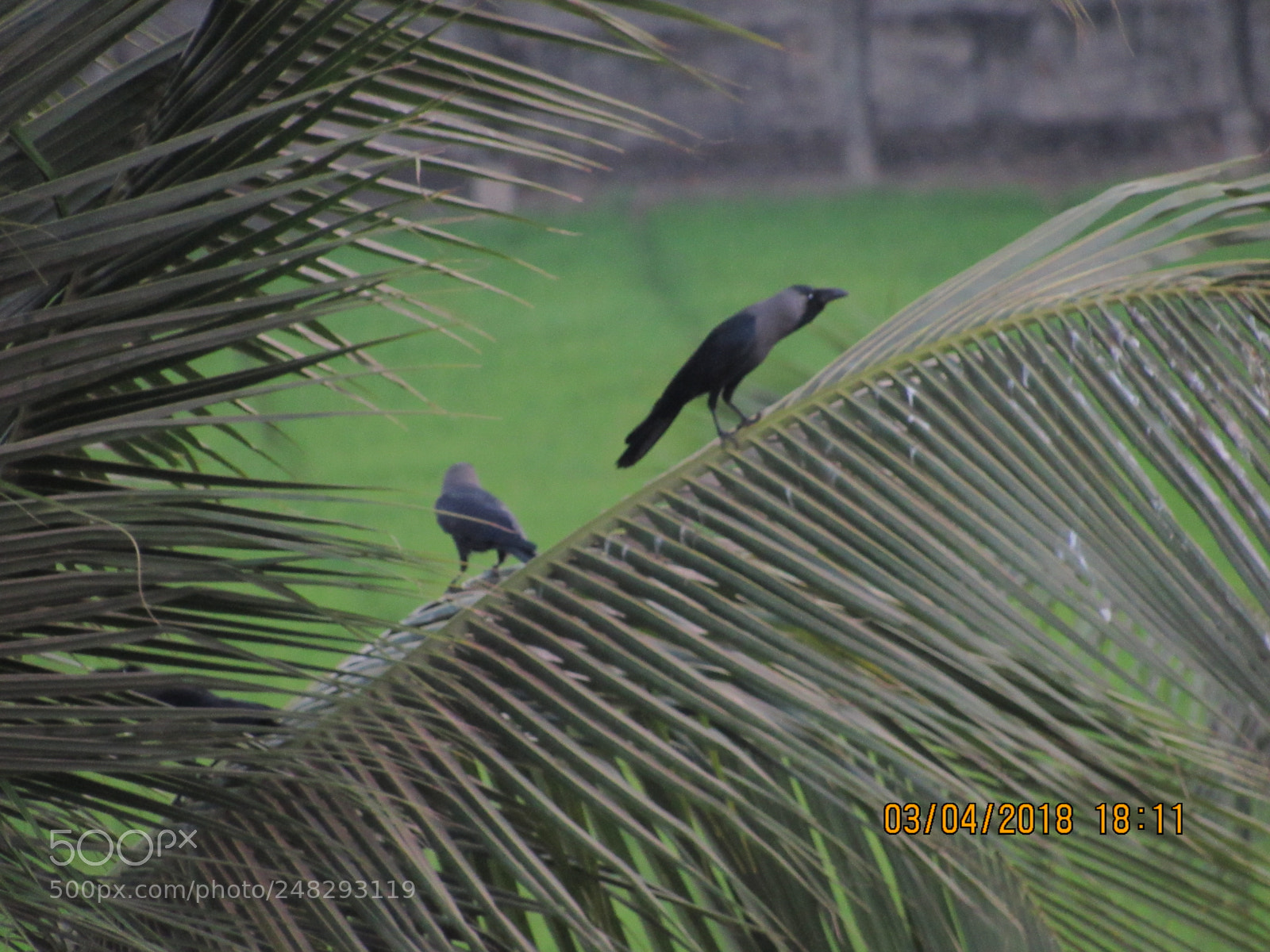 Canon PowerShot SX530 HS sample photo. Aa creative works photography