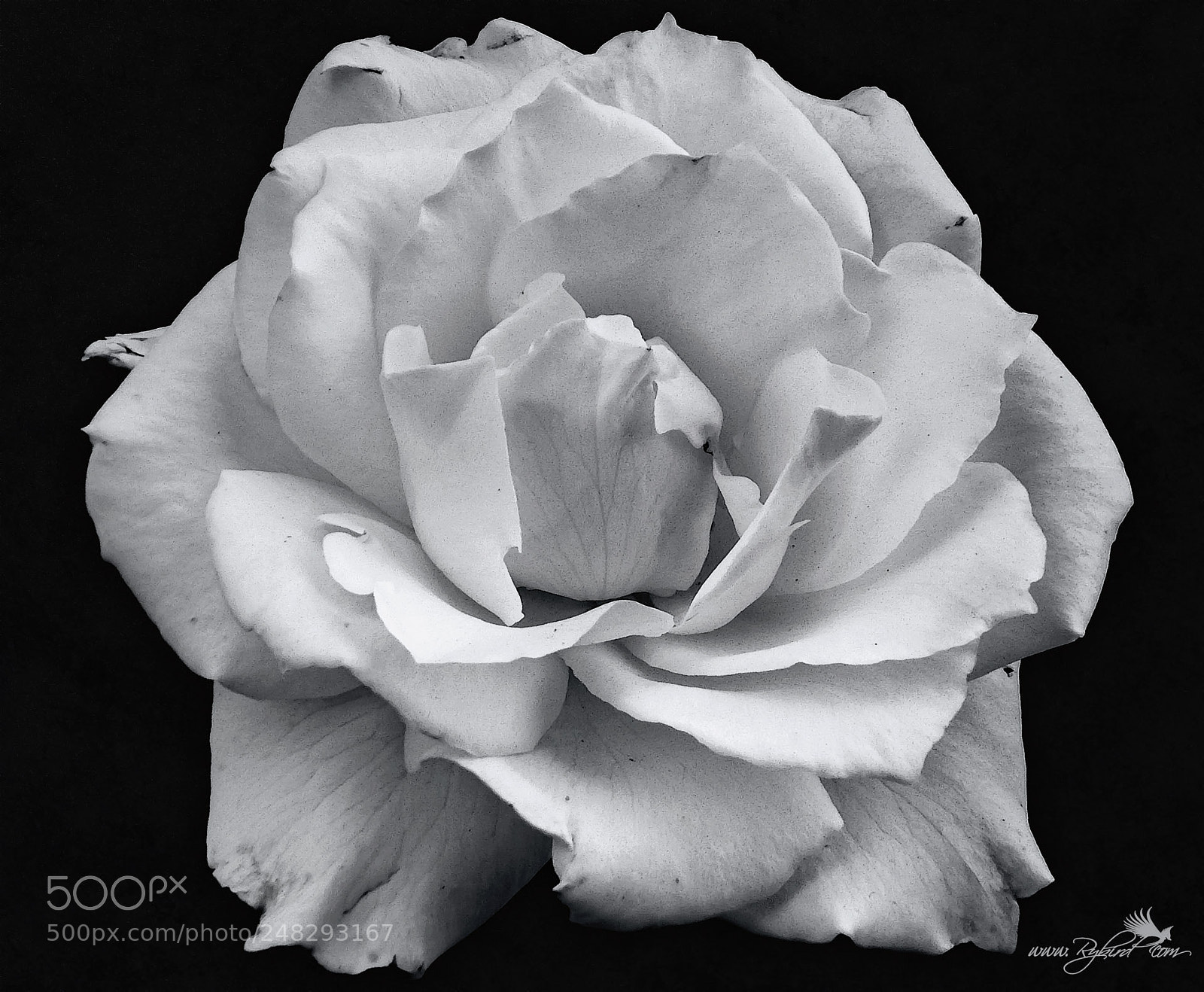 Fujifilm FinePix S1 sample photo. Pascali rose photography