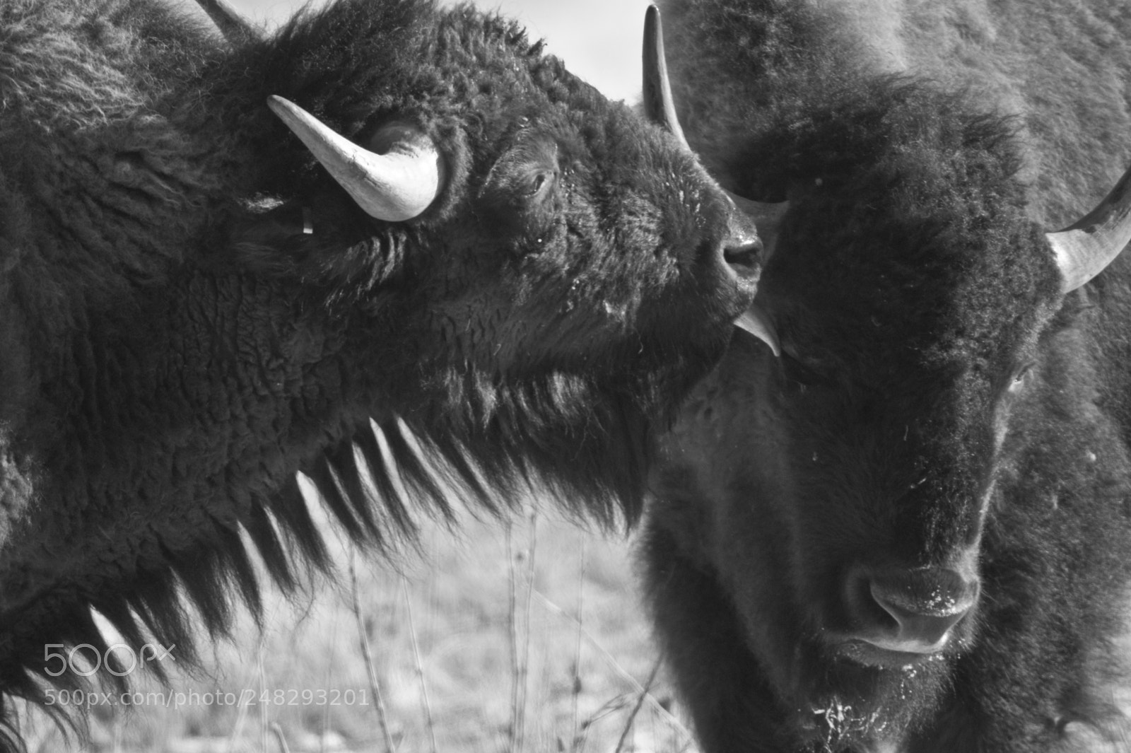 Sony Alpha DSLR-A350 sample photo. Buffalo 2 photography
