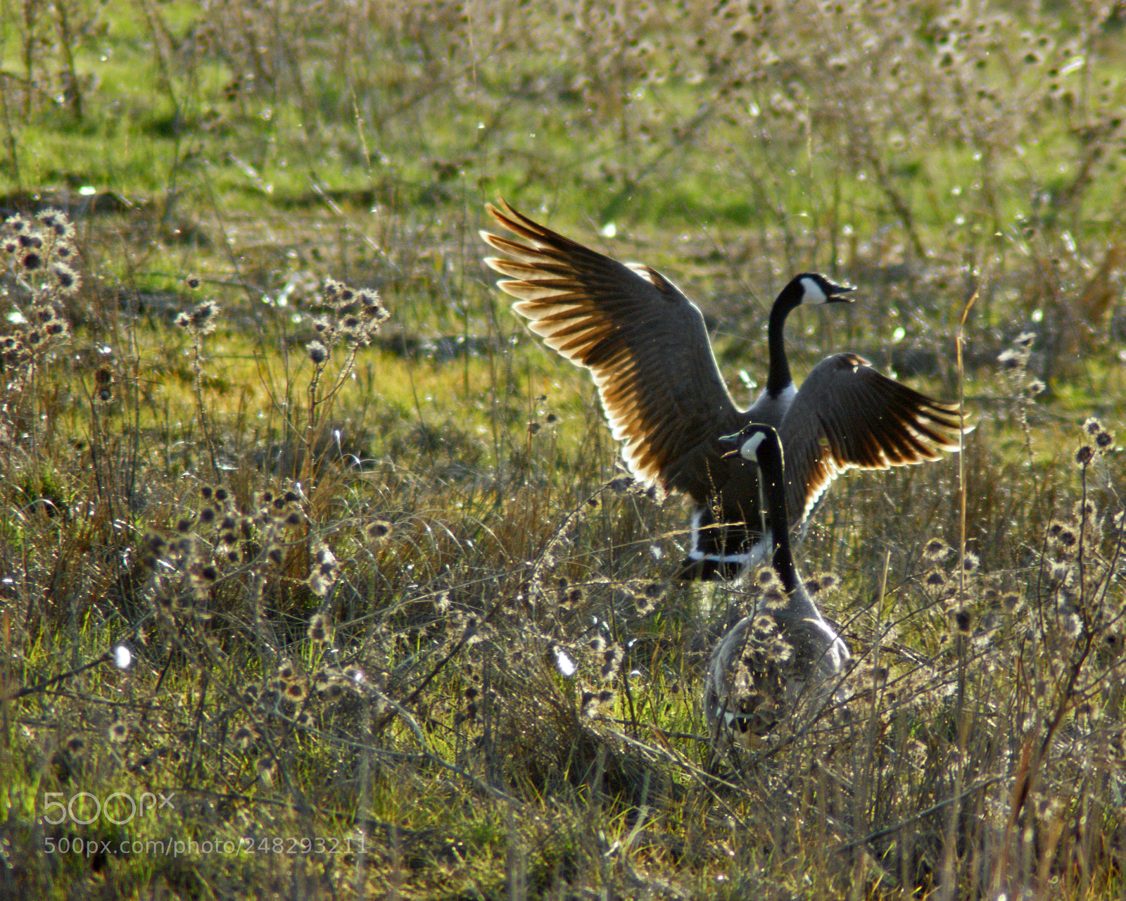 Sony Alpha DSLR-A350 sample photo. Goose photography