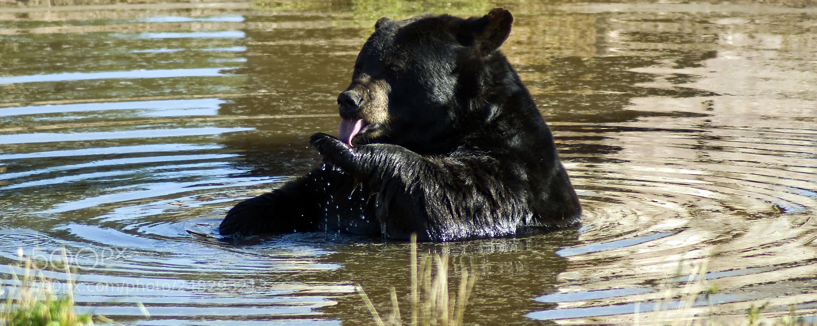 Sony Alpha DSLR-A350 sample photo. Bear photography