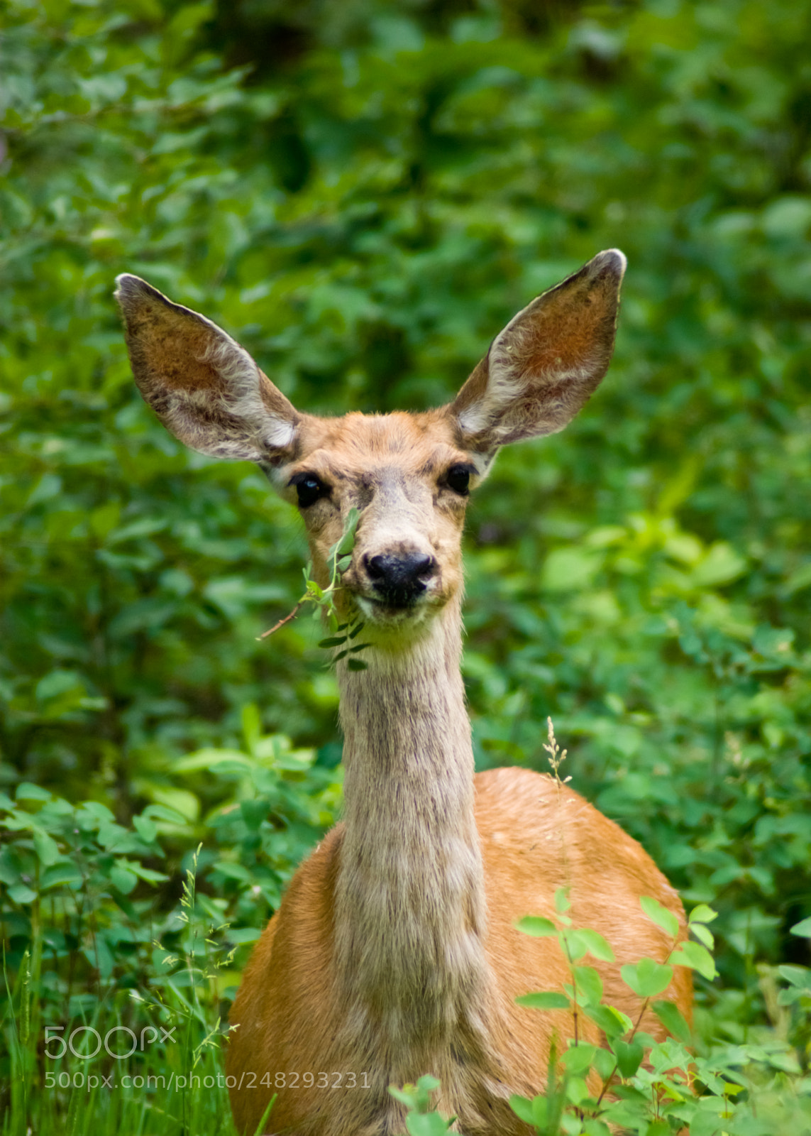 Sony Alpha DSLR-A350 sample photo. Deer photography