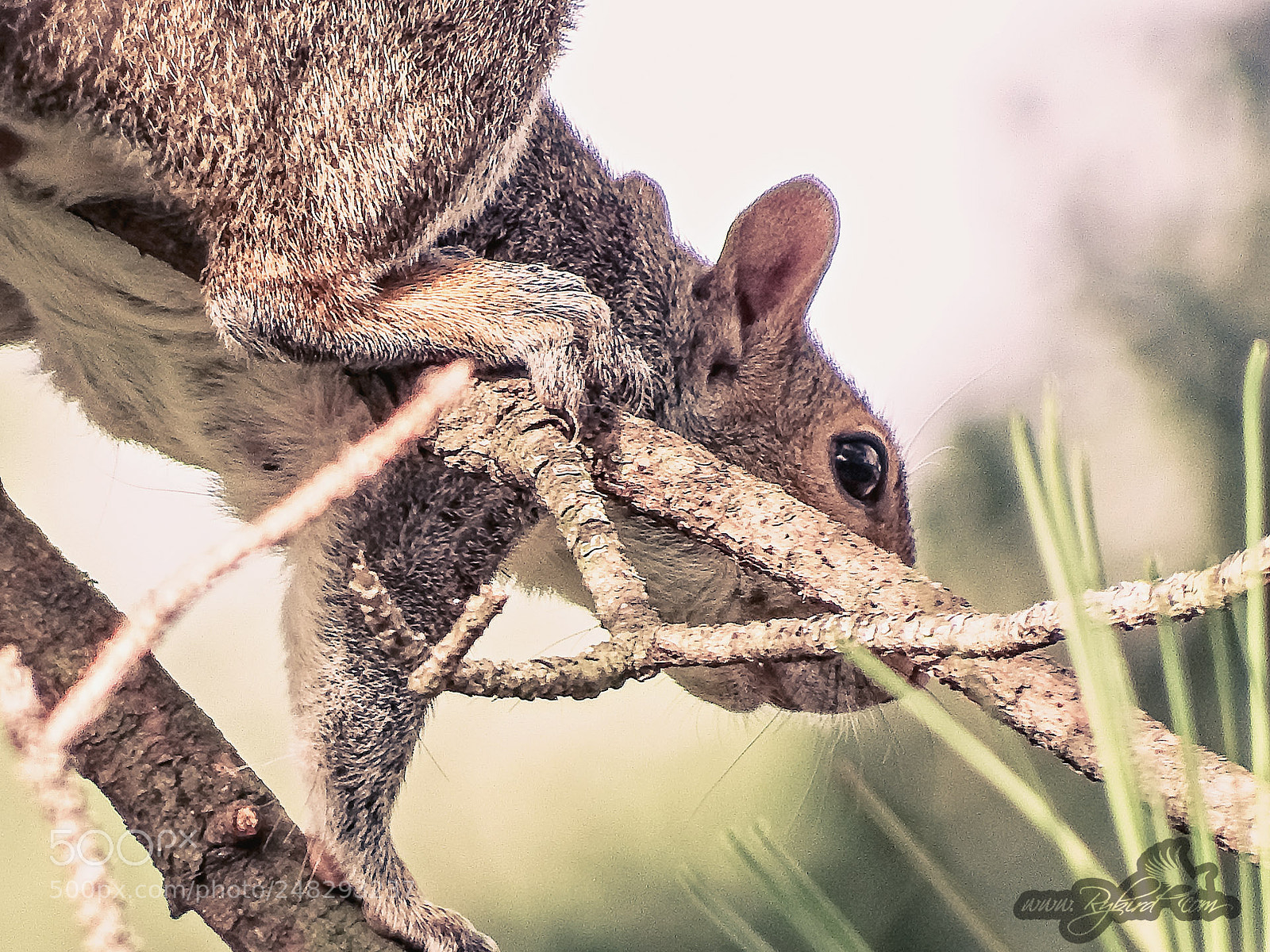 Fujifilm FinePix S1 sample photo. Tree mastery photography
