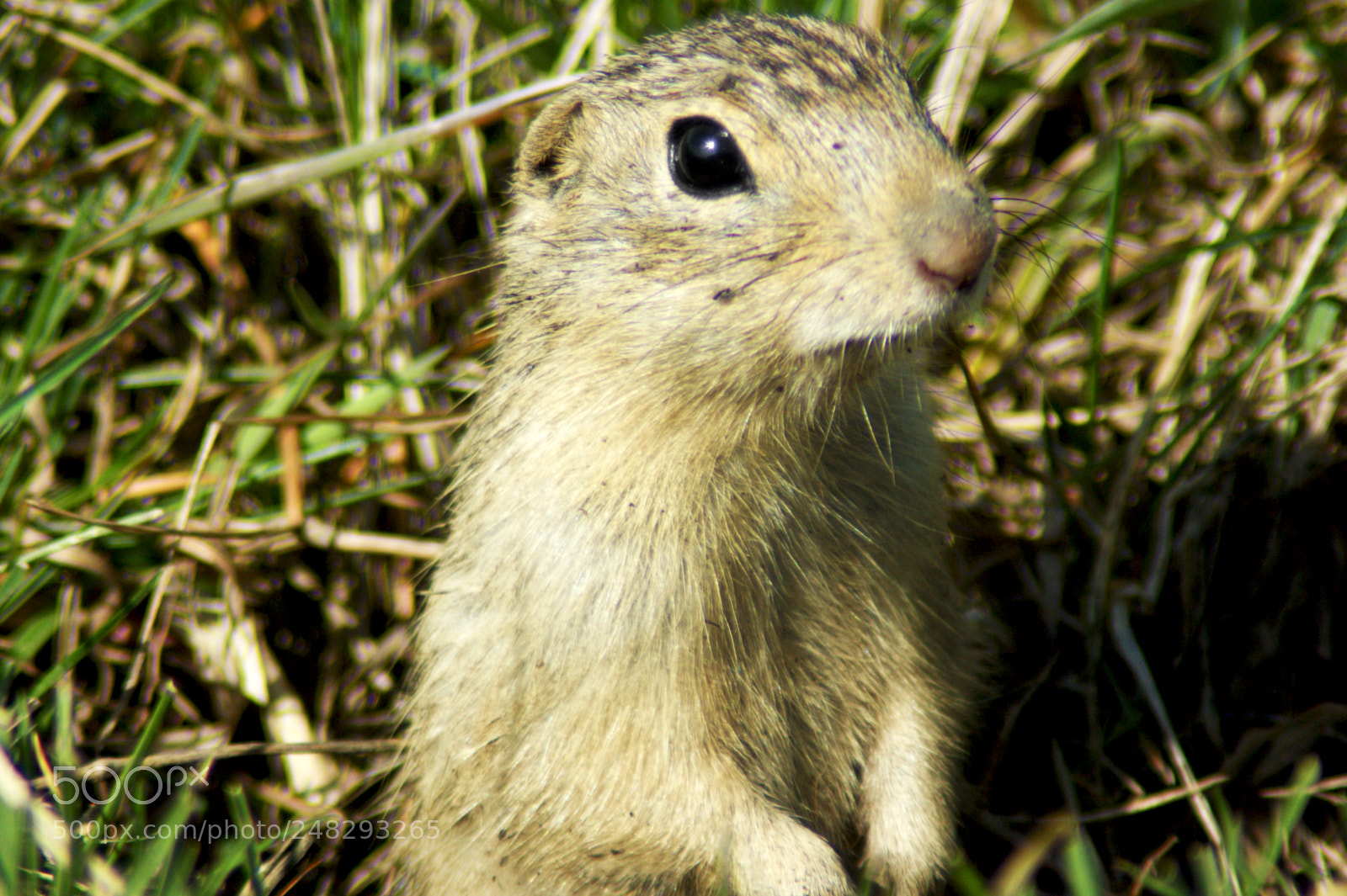 Sony Alpha DSLR-A350 sample photo. Gopher photography