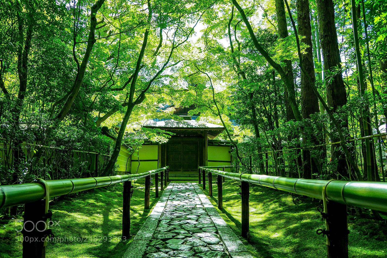 Pentax K-70 sample photo. Japanese green photography