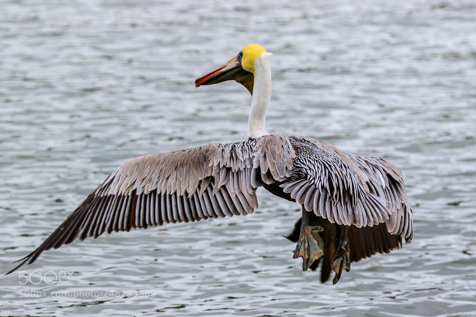 Canon EOS 7D Mark II sample photo. Fly by photography