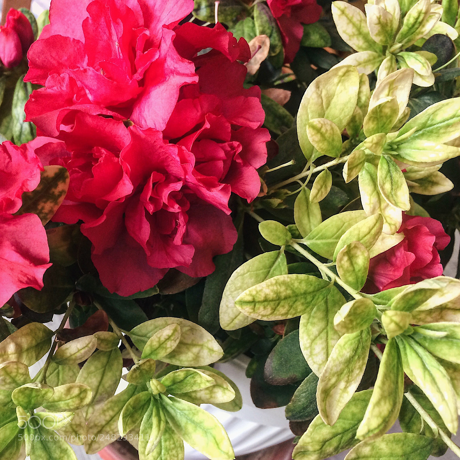 Apple iPhone 5s sample photo. Untitled photography