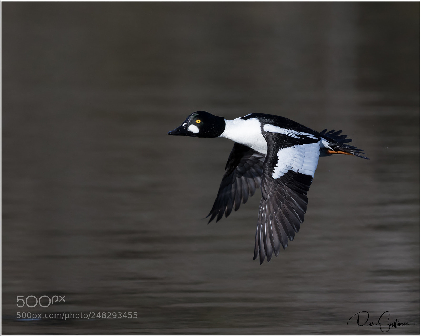 Canon EOS-1D X Mark II sample photo. Common golden eye photography