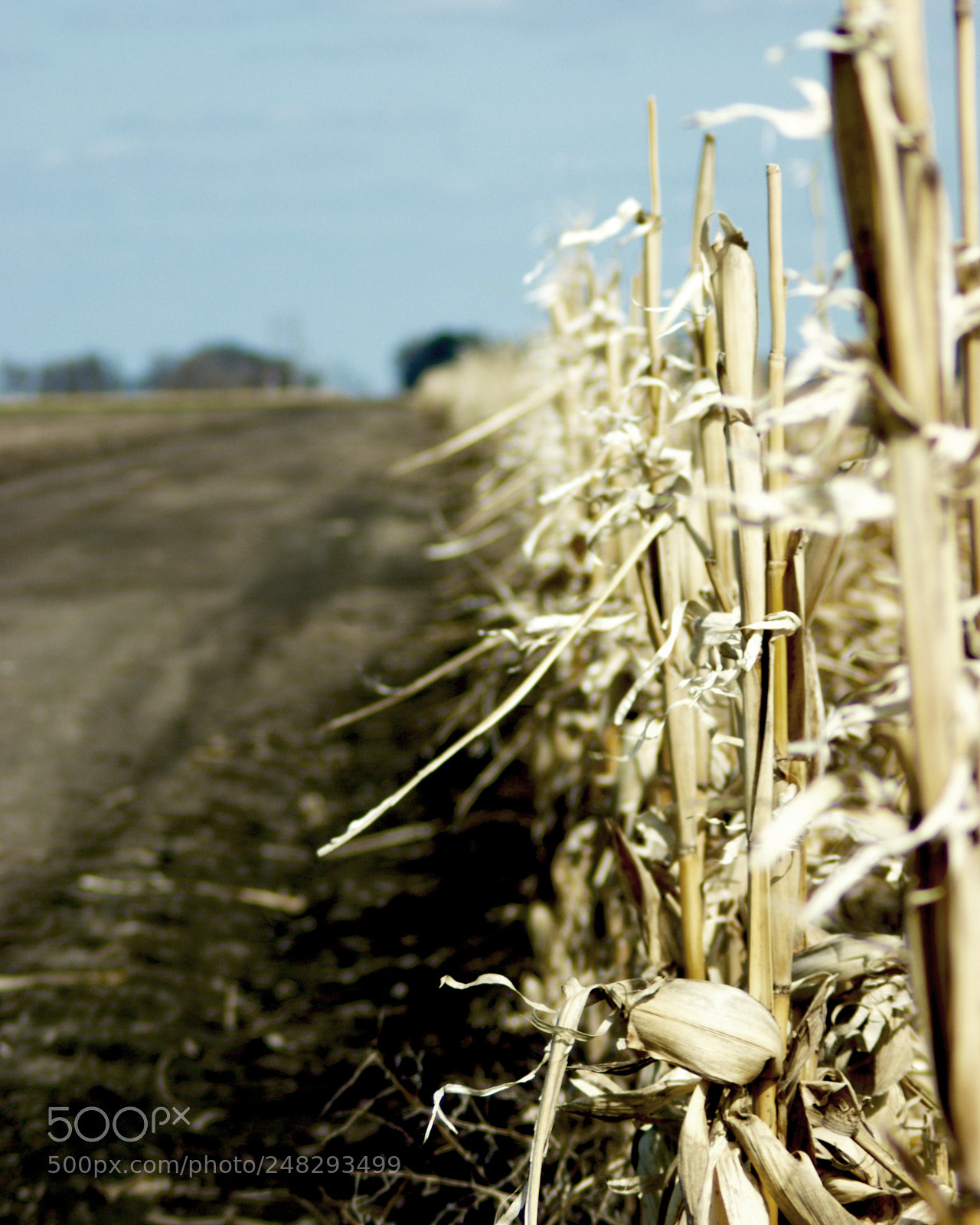 Sony Alpha DSLR-A350 sample photo. Corn rows photography