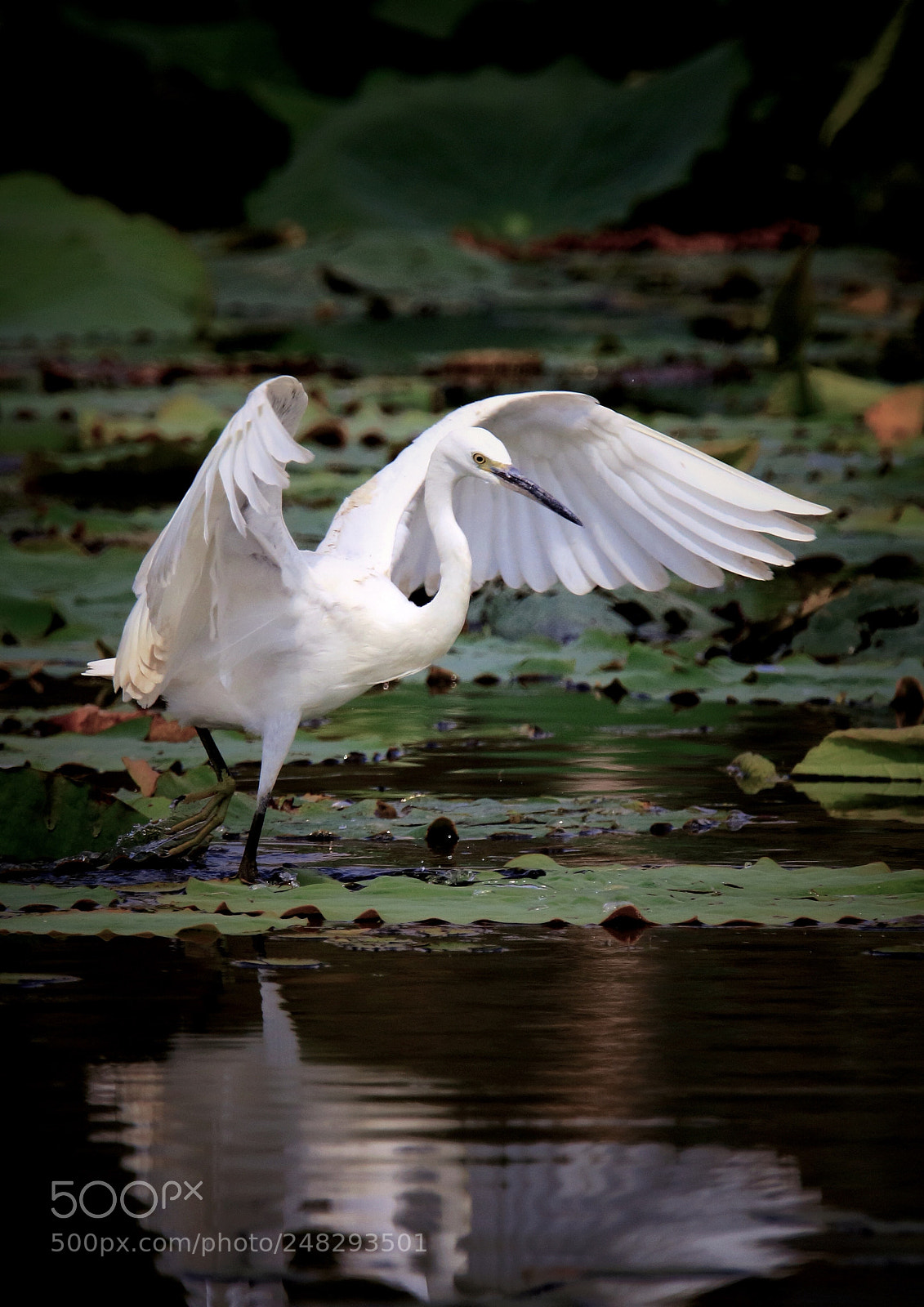 Canon EOS 7D Mark II sample photo. 白鹭 photography