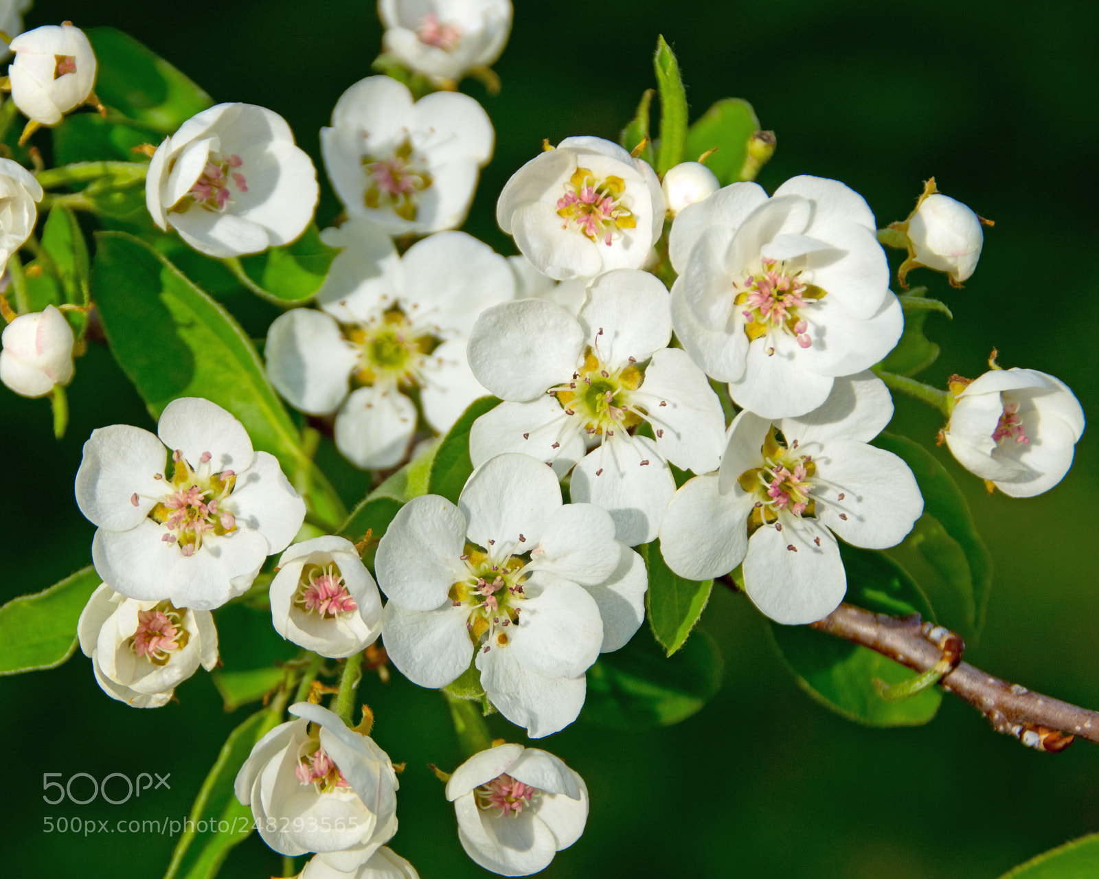 Sony SLT-A65 (SLT-A65V) sample photo. Soft flowers photography