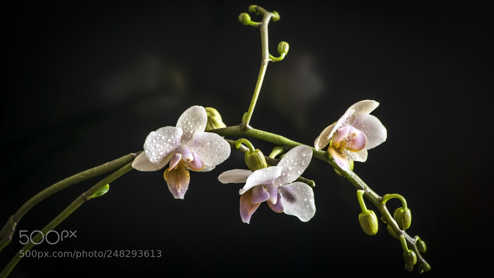 Nikon D3000 sample photo. Tenderness photography