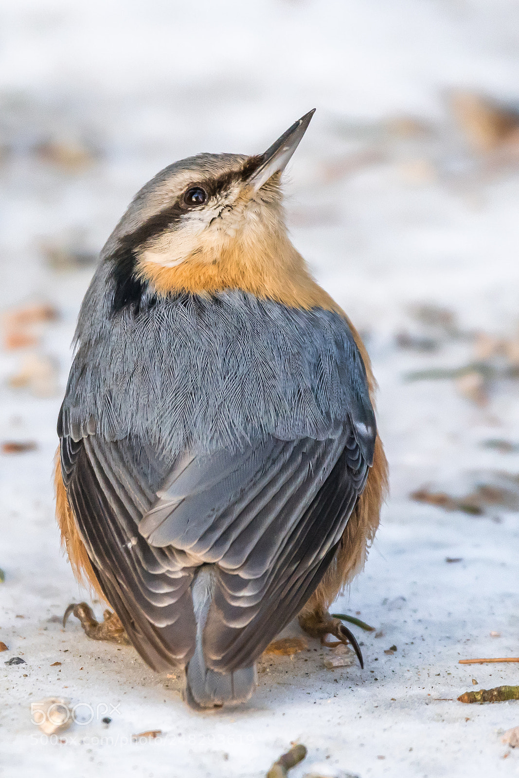 Nikon D500 sample photo. Bird photography