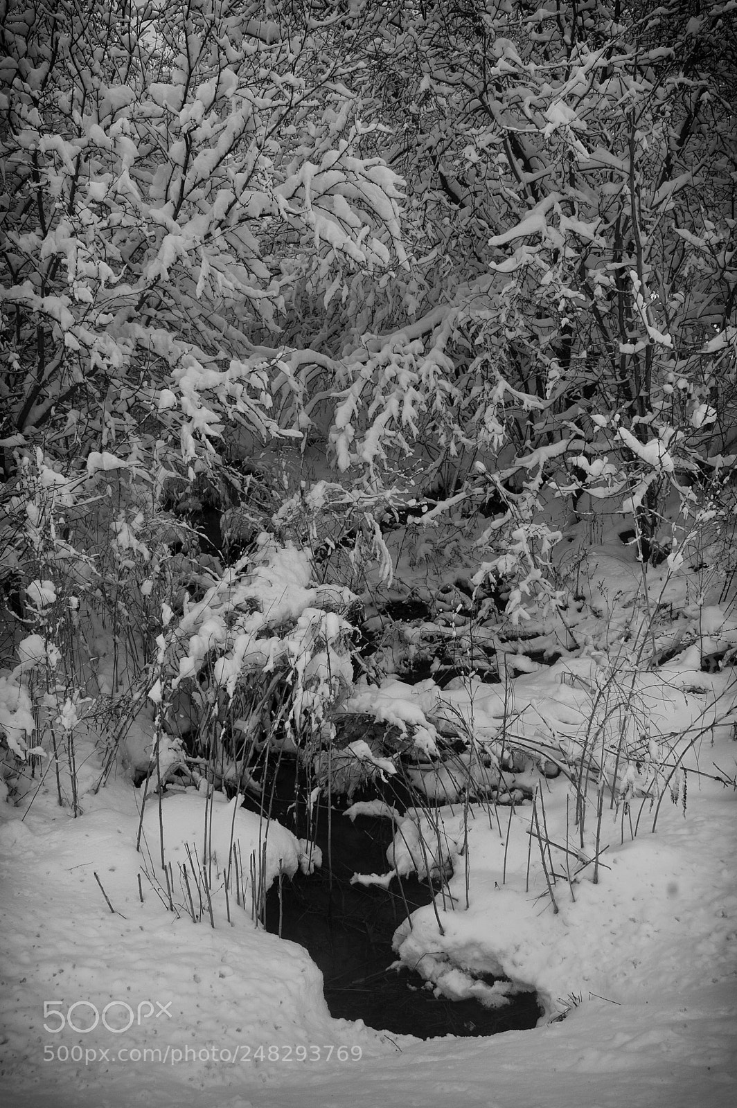 Nikon D40 sample photo. The creek in winter photography
