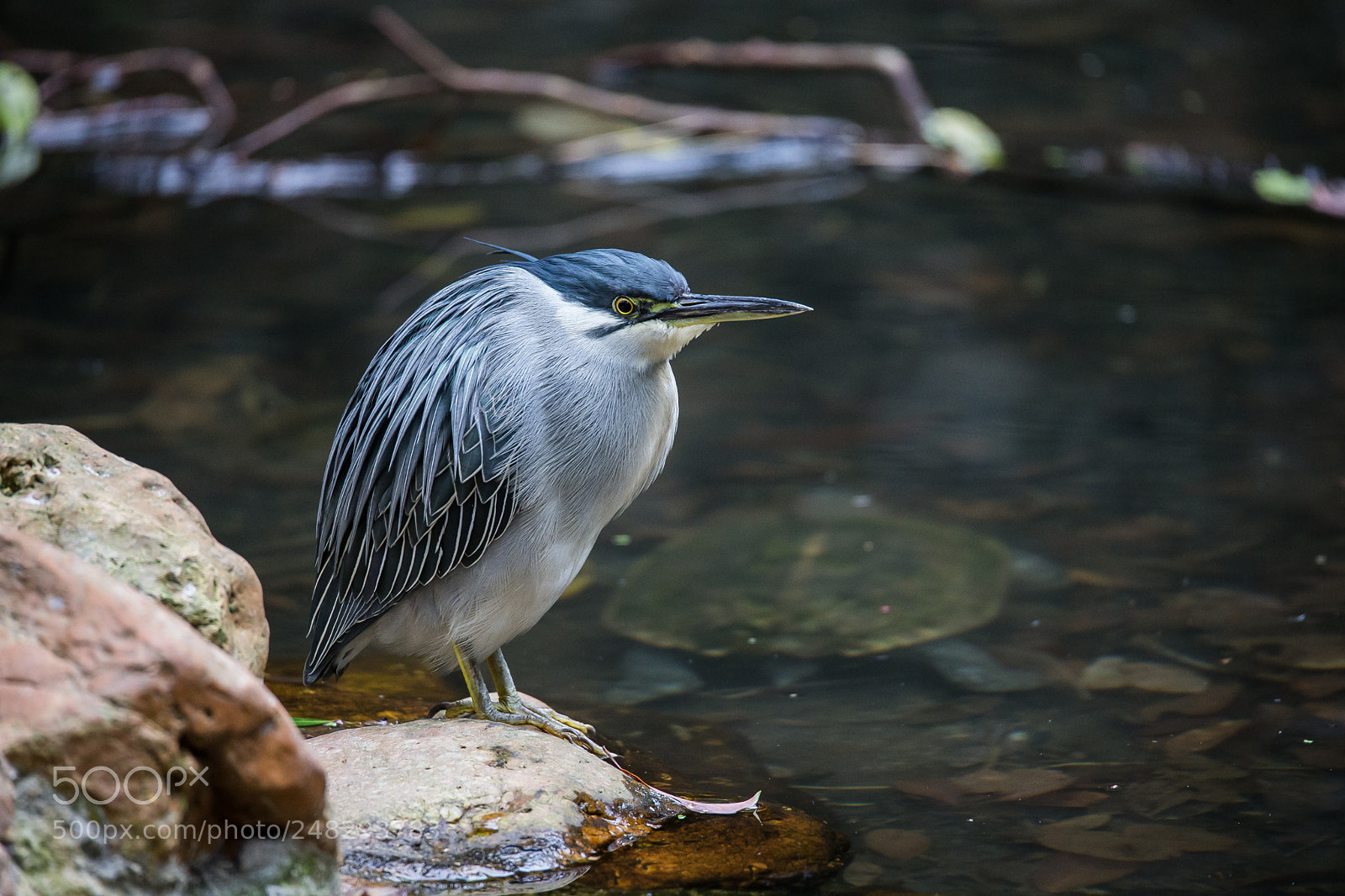 Canon EOS-1D X sample photo. Striated heron photography
