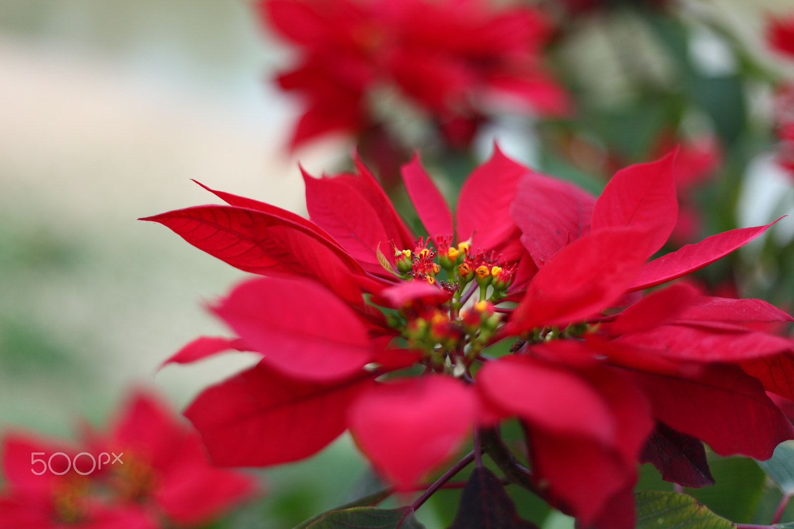 Canon EF 50mm F1.8 II sample photo. Poinsettia photography