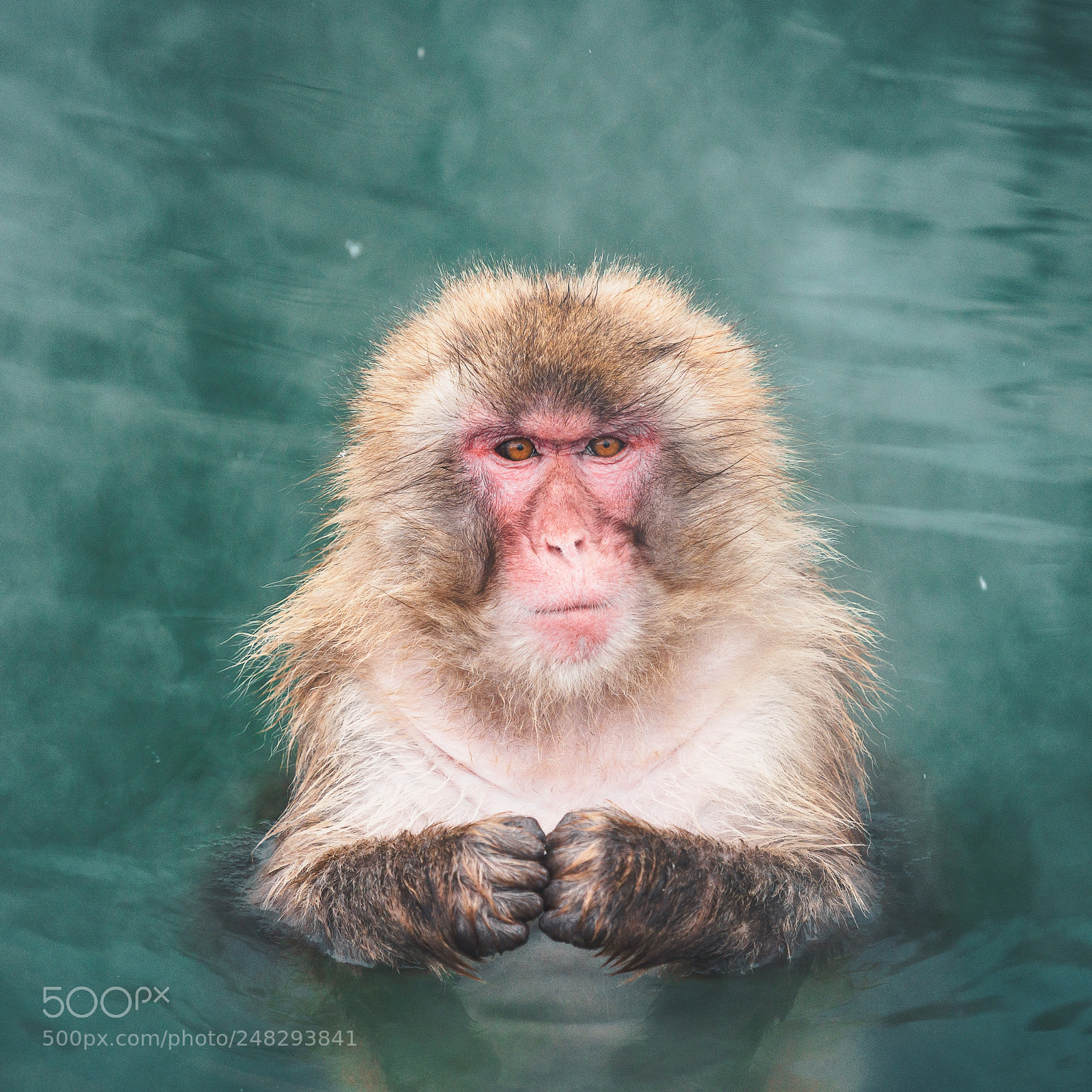Sony a7R III sample photo. A hot spring monkey photography