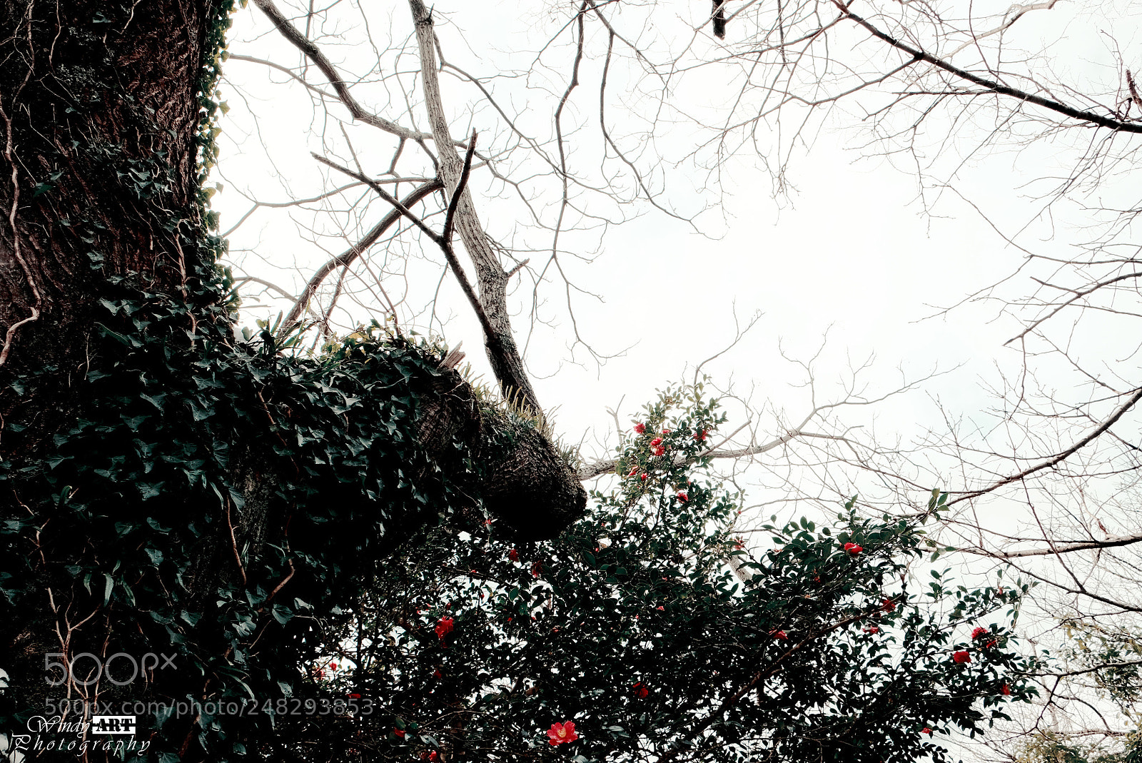 Fujifilm X-T20 sample photo. Nature's hearth photography