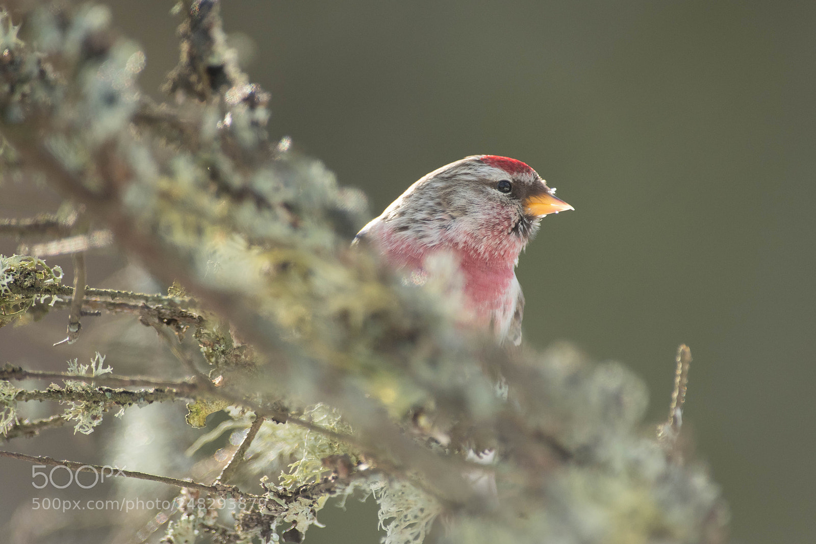 Nikon D5 sample photo. Mossy photography