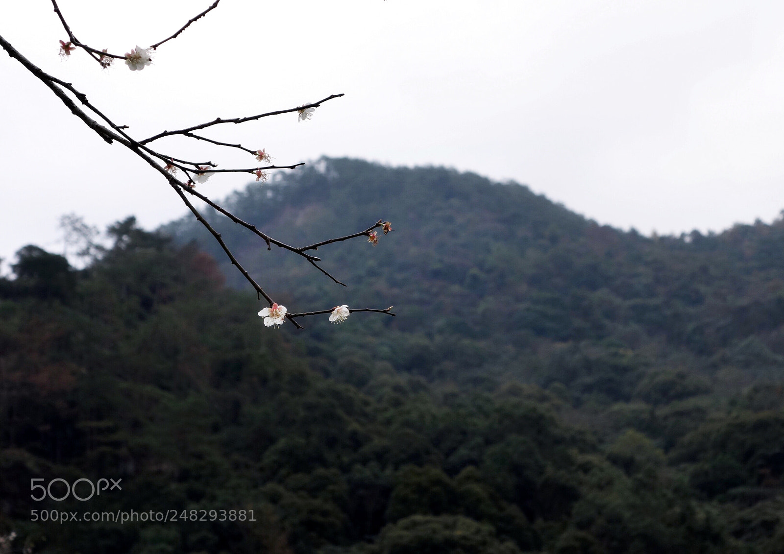 Sony Cyber-shot DSC-RX100 sample photo. 天青色等烟雨 photography